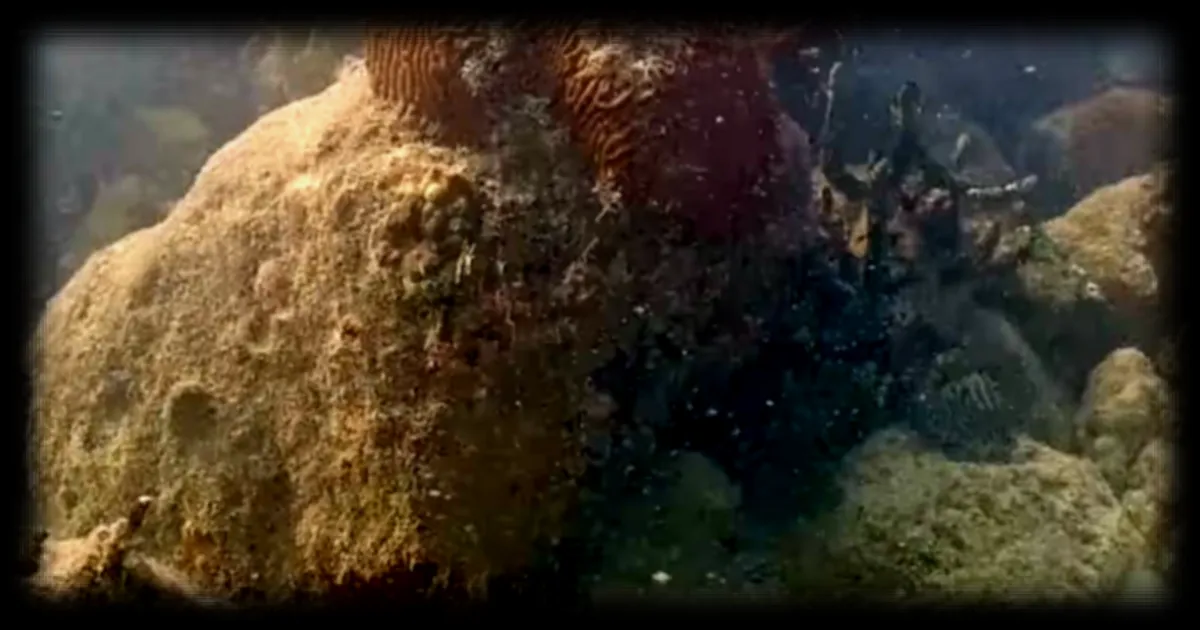 Une caméra sous-marine filme sans interruption depuis plus de 1 000 jours dans le port de Miami, révélant un phénomène inattendu