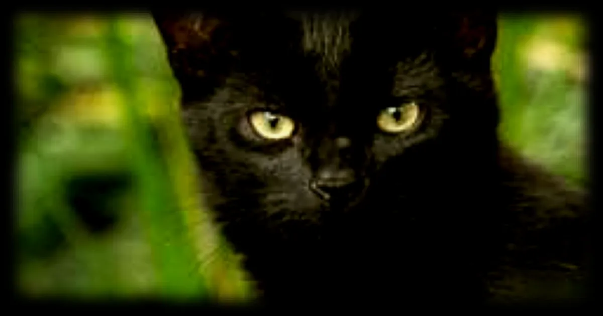 Une chatte disparue depuis douze ans retrouvée près de son ancienne maison à 300 km de distance