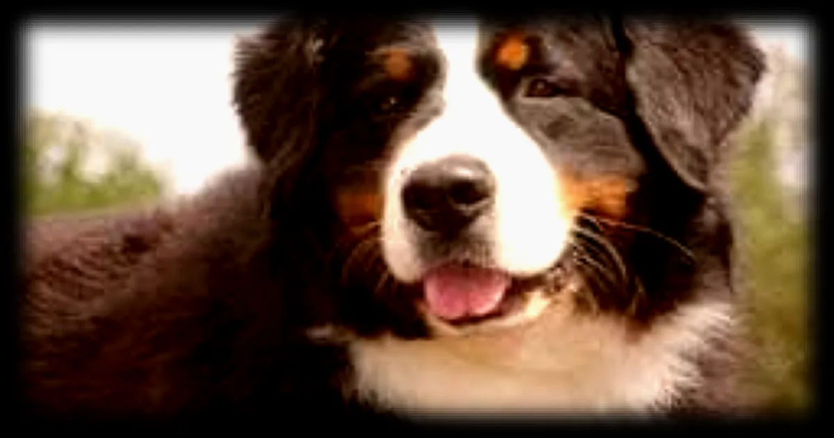 Une chienne abandonnée retrouvée saine et sauve après une semaine de recherche