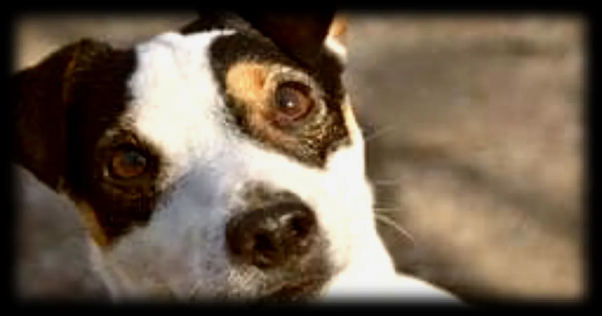 Une chienne sauvée par les pompiers de l'Aude après 50 heures bloquée dans une faille rocheuse