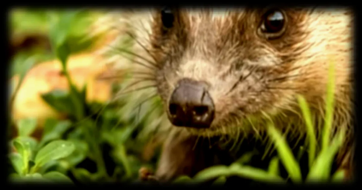 Une découverte révolutionnaire pour la conservation des hérissons : les ultrasons comme solution pour améliorer leur survie