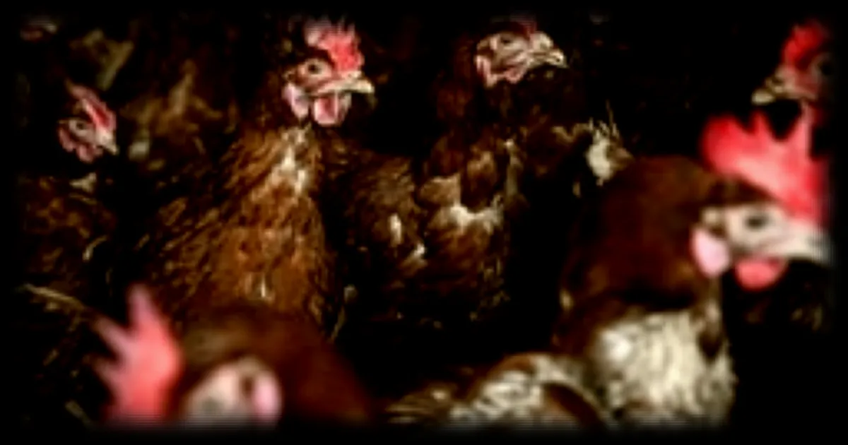 Une erreur de jeunesse dans une ferme bretonne : deux adolescents enivrent des poules avec une boulette improvisée