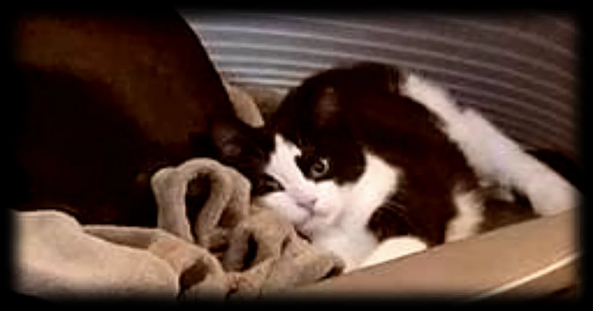 Une erreur vétérinaire tragique : Kékette décède après une stérilisation malencontreuse