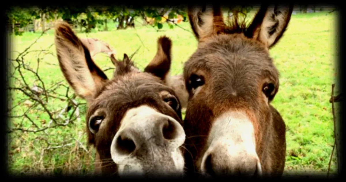 Une étude génétique révèle la véritable origine des ânes après 7 000 ans de mystère