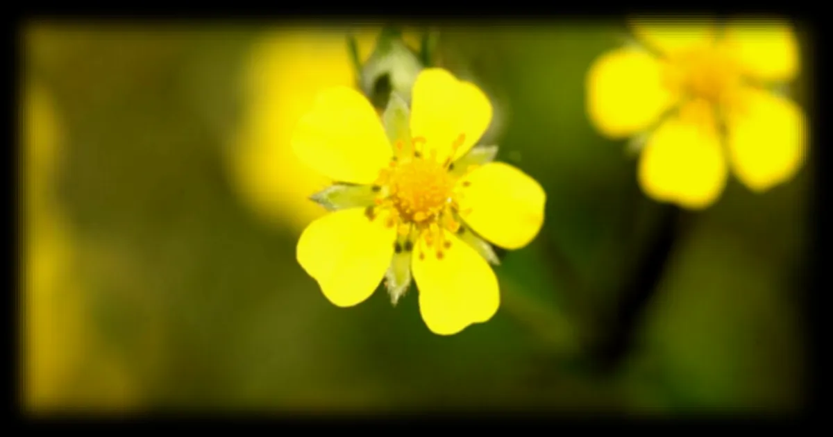 Une étude révèle que la tormentille, une petite fleur sauvage, pourrait aider à lutter contre les superbactéries et préserver les antibiotiques