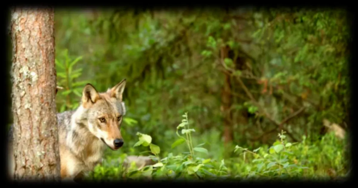Une étude révèle une population de loups bien plus importante en France, relançant la polémique