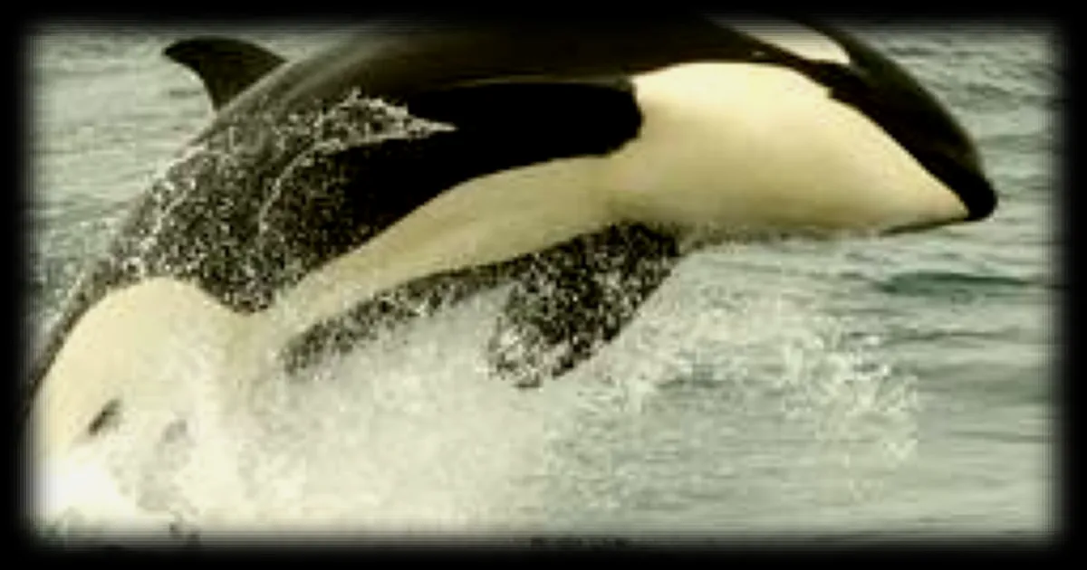 Une expédition scientifique à La Réunion explore les eaux subantarctiques pour étudier les baleines et les orques