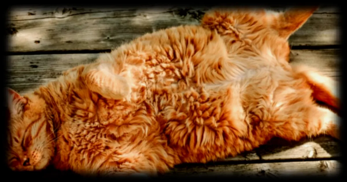 Une extension Chrome affiche un chat geant pour encourager une pause dans le scrolling