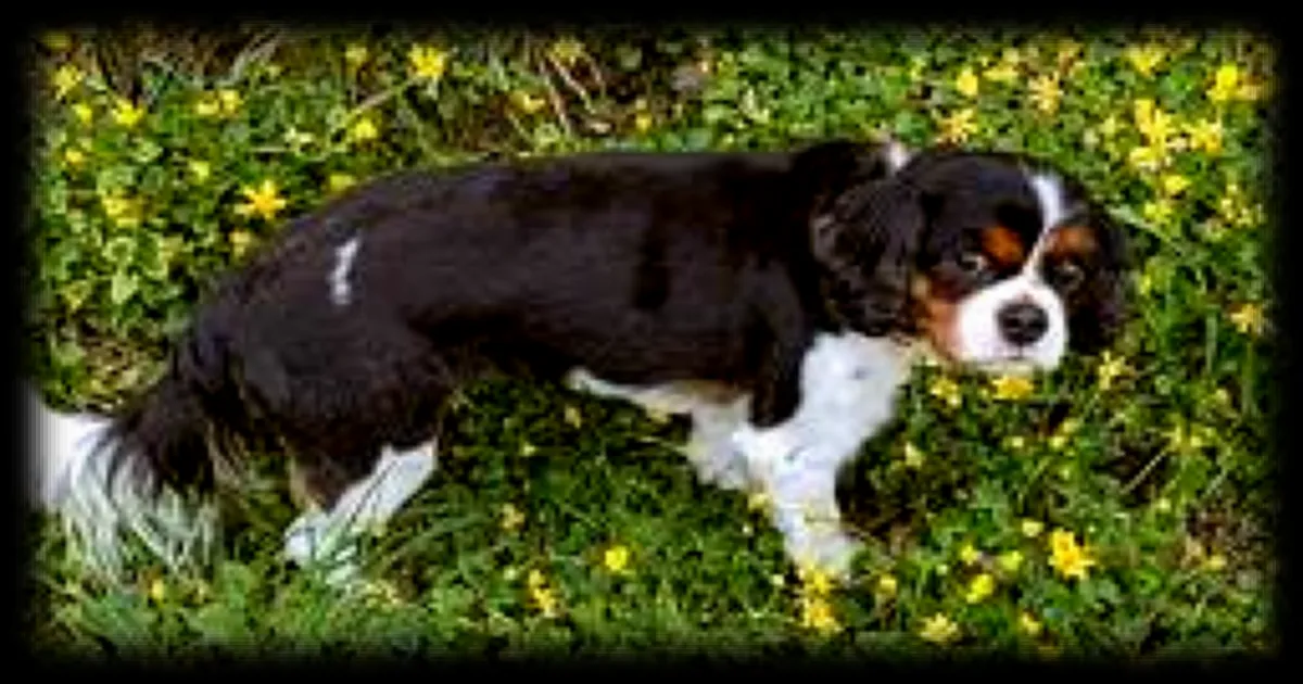 Une femme attaquée par des staffies lors d'une balade, son chien décède