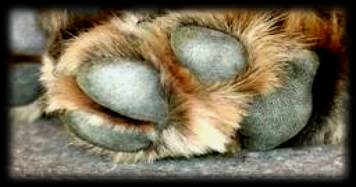 Une femme condamnée à Avignon pour maltraitance animale