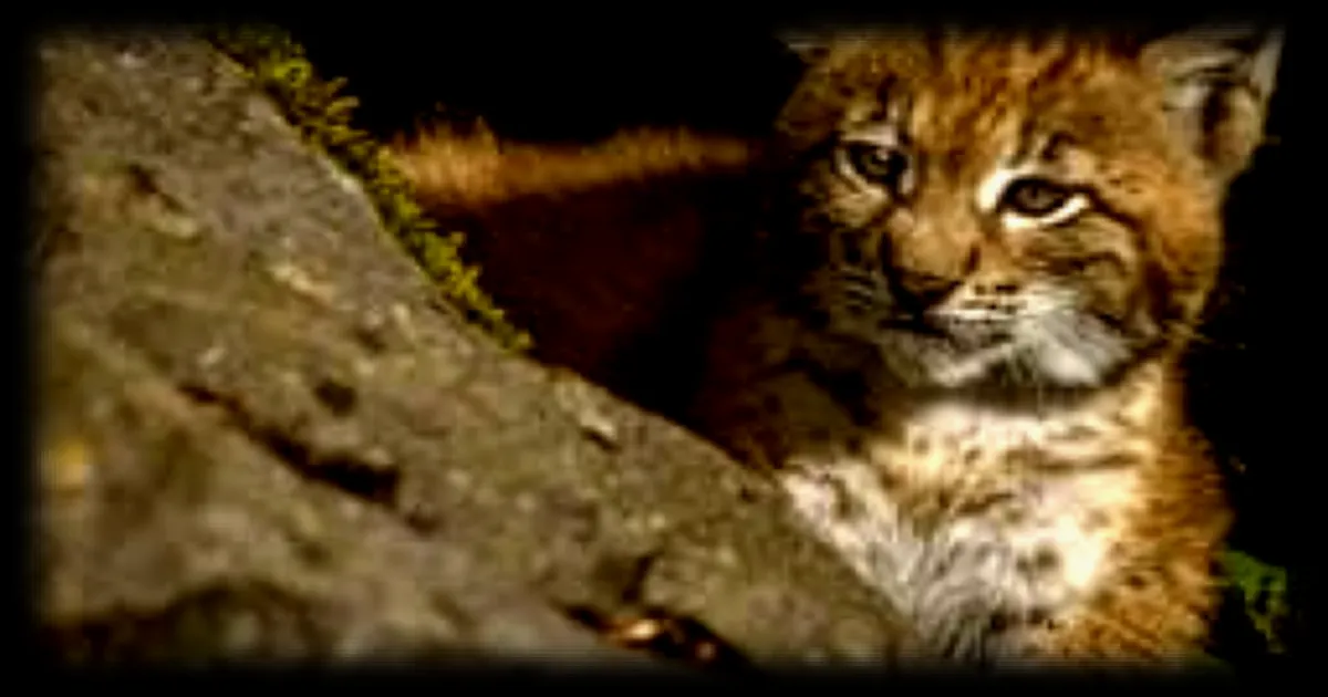 Une femme devant la justice pour avoir tué un jeune lynx sauvage dans le Bas-Rhin