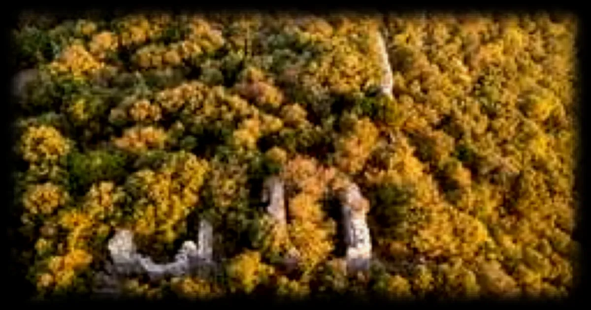 Une forteresse médiévale vieille de mille ans, engloutie depuis des siècles, refait surface en Pologne