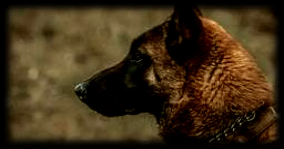 Une gendarme retrouve une retraitée disparue grâce à sa détermination et son chien spécialisé