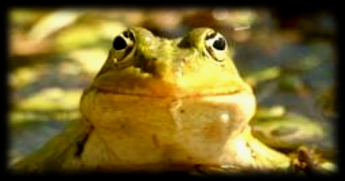 Une grenouille vivante retrouvée dans un sachet de salade en Australie