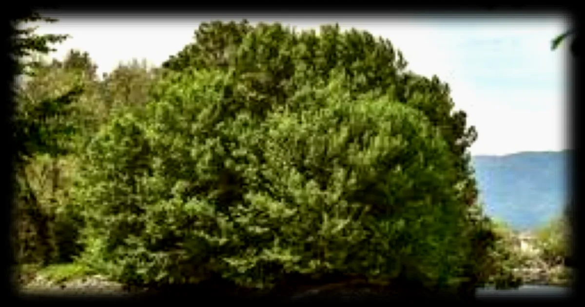 Une île du Pays basque change de nationalité tous les six mois