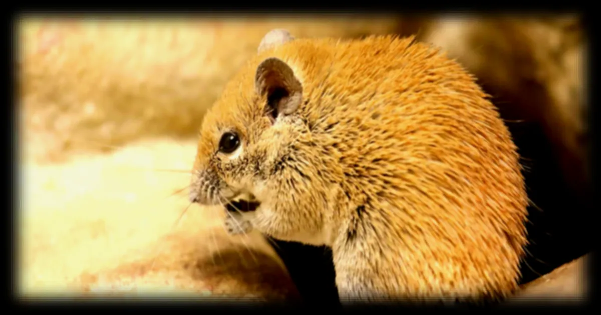 Une molécule découverte chez une souris du désert pourrait ralentir le vieillissement humain