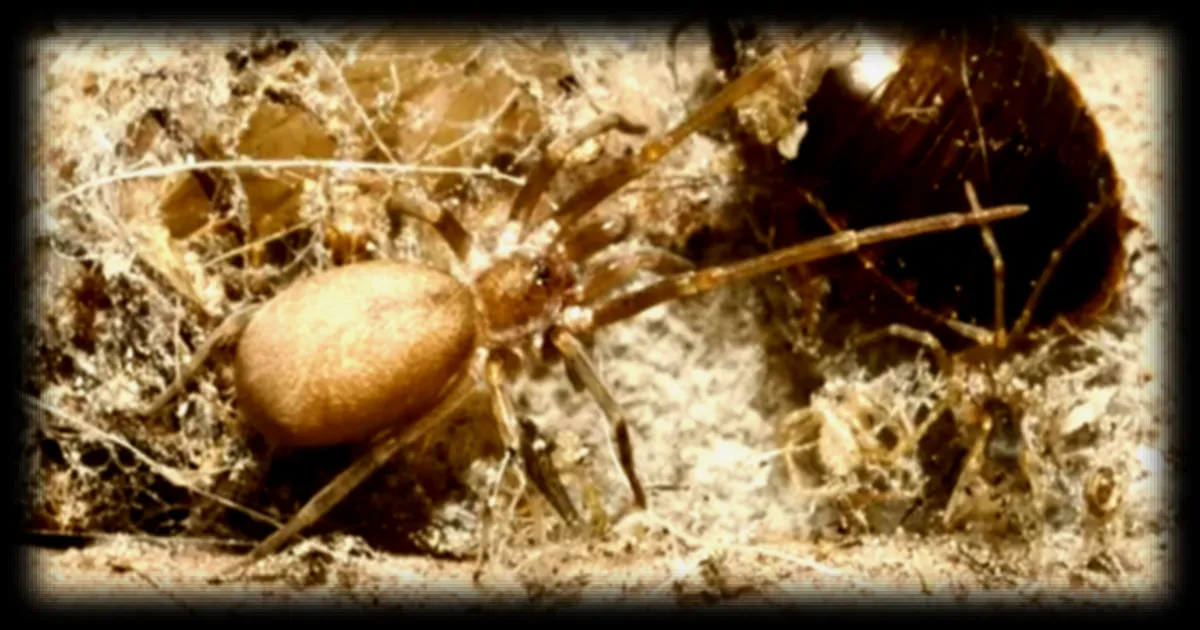 Une nouvelle araignée découvertes en Colombie, inspirée par le groupe Pink Floyd