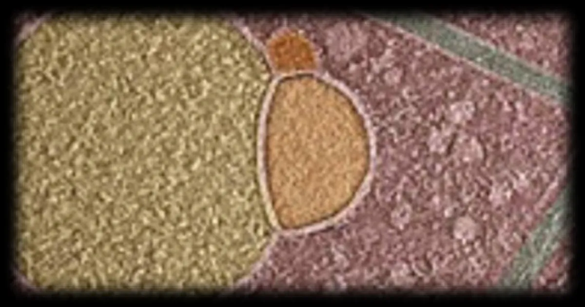 Une nouvelle structure cellulaire découverte : l’hémifusome, un organite aux multiples enjeux médicaux