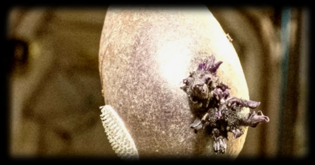 Une photo intrigante de la Station spatiale internationale sème le doute : la vérité derrière l'œuf Alien