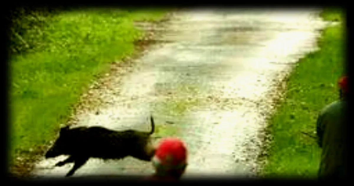 Une plateforme en Deux-Sèvres propose du gibier à petit prix depuis octobre 2025