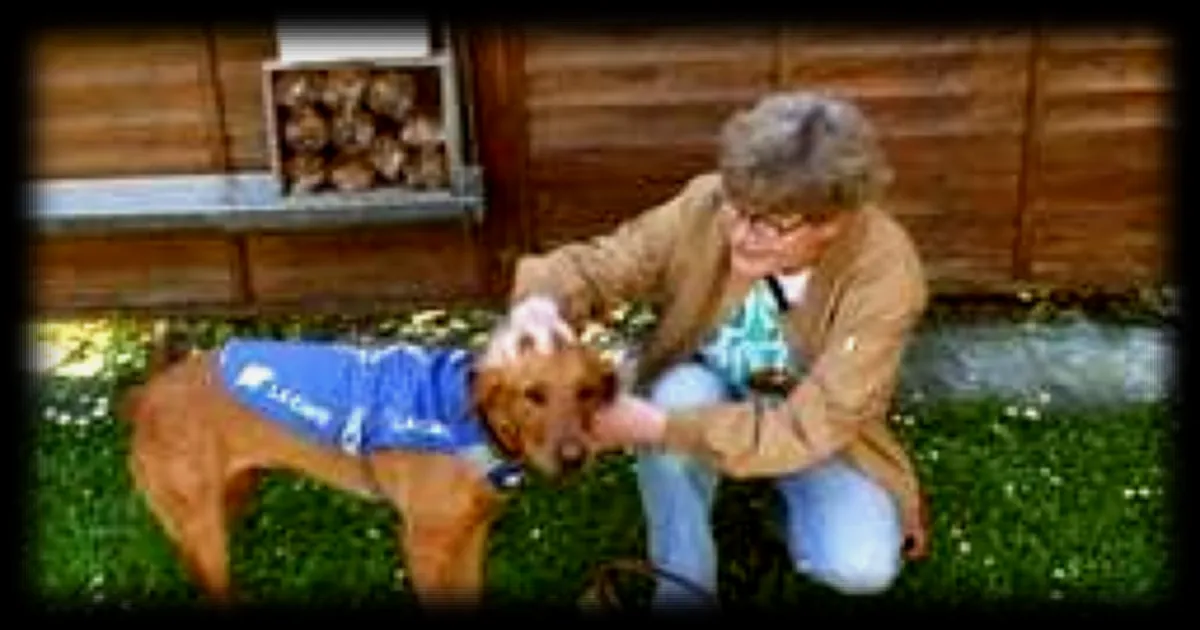 Une professeure accompagnee d'une chienne d'assistance enseigne au college Viète de Fontenay-le-Comte