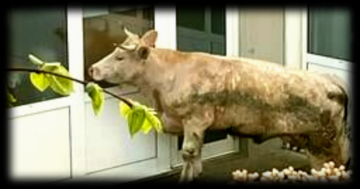 Une vache en divagation retrouvée dans un quartier du Mans