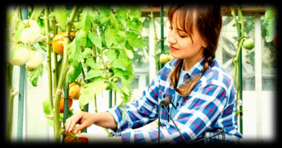 Université américaine : la méthode infaillible pour planter ses tomates au bon moment