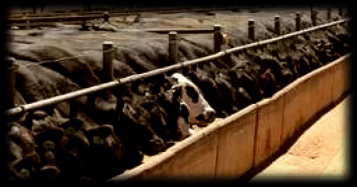 Viande bovine : l’UE négocie un accord controversé avec l’Australie alors que le Mercosur inquiète déjà les éleveurs