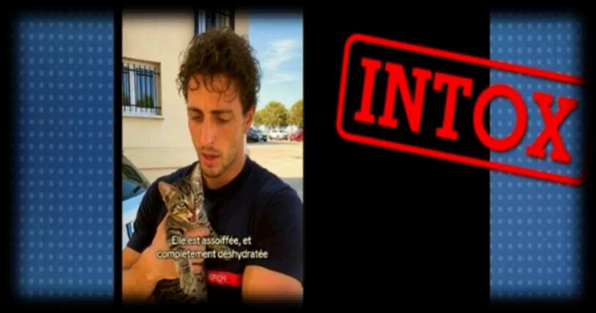 Vidéo virale d’un pompier sauvant un chat en canicule : une fausse séquence générée par IA