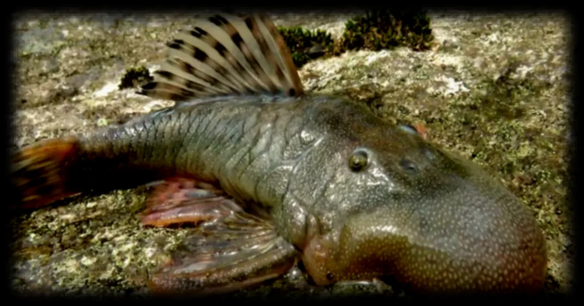 Vingt-sept nouvelles espèces découvertes en Amazonie péruvienne, dont quatre mammifères inédits