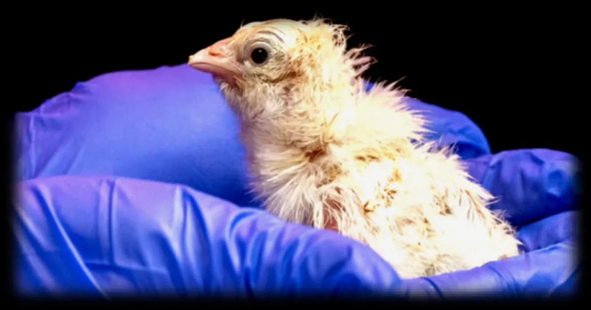 Vingt-six poussins nés d’œufs artificiels : Colossal Biosciences franchit une étape vers la désextinction
