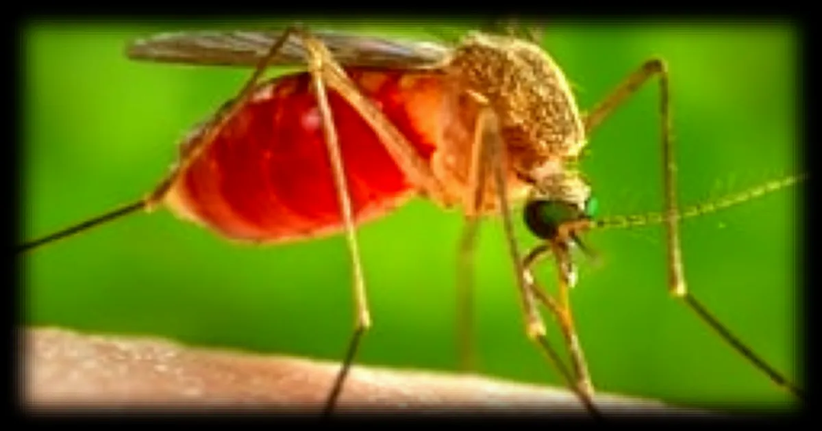 Virus du Nil occidental : un premier cas autochtone identifié en France cette année