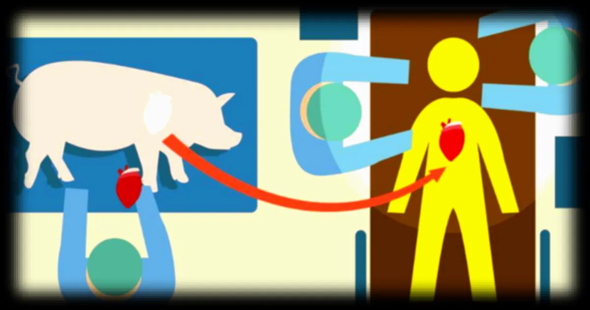 Xénogreffes : quand les organes de porcs sauvent des vies humaines