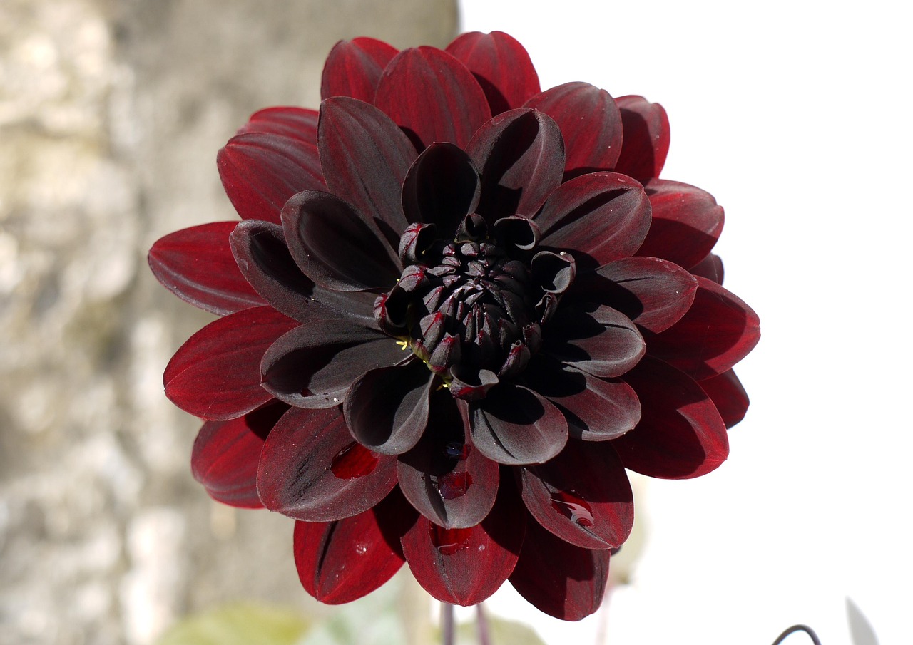 Stellantis : le virage américain après le choc des 22 milliards