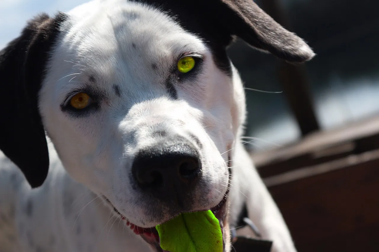 Tina et Milo, les mascottes qui donnent une voix à l'hermine menacée