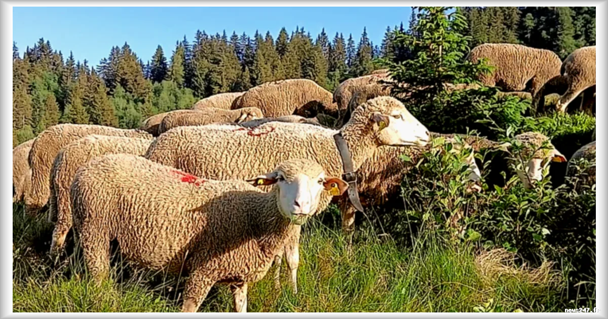 Transhumance relancée dans les Alpes : 700 ovins en route vers les alpages de Belledonne