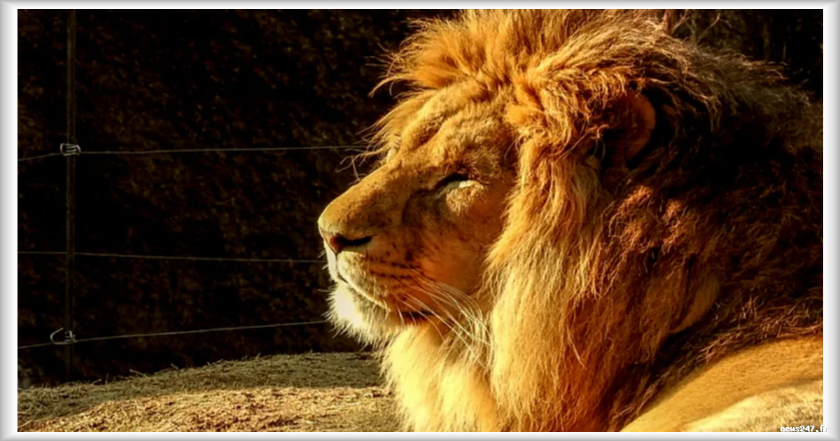 Trois lionnes meurent de coup de chaleur dans un zoo de Tokyo : le parc zoologique de Tama ferme son enclos