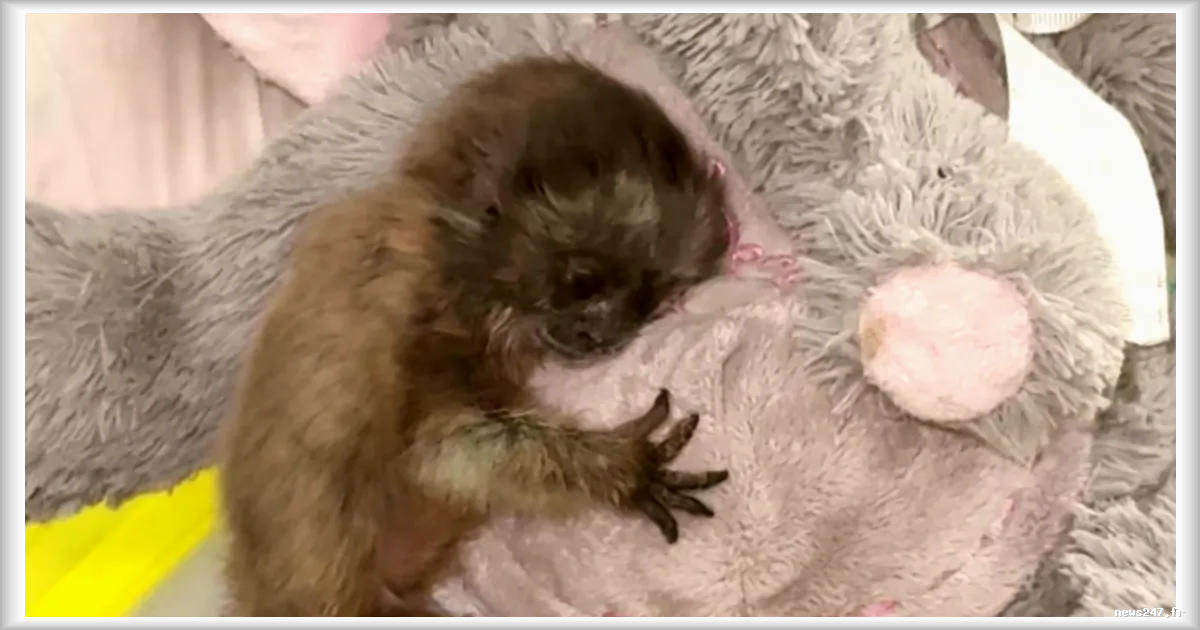 Un bébé ouistiti abandonné s'accroche à une peluche géante en Colombie