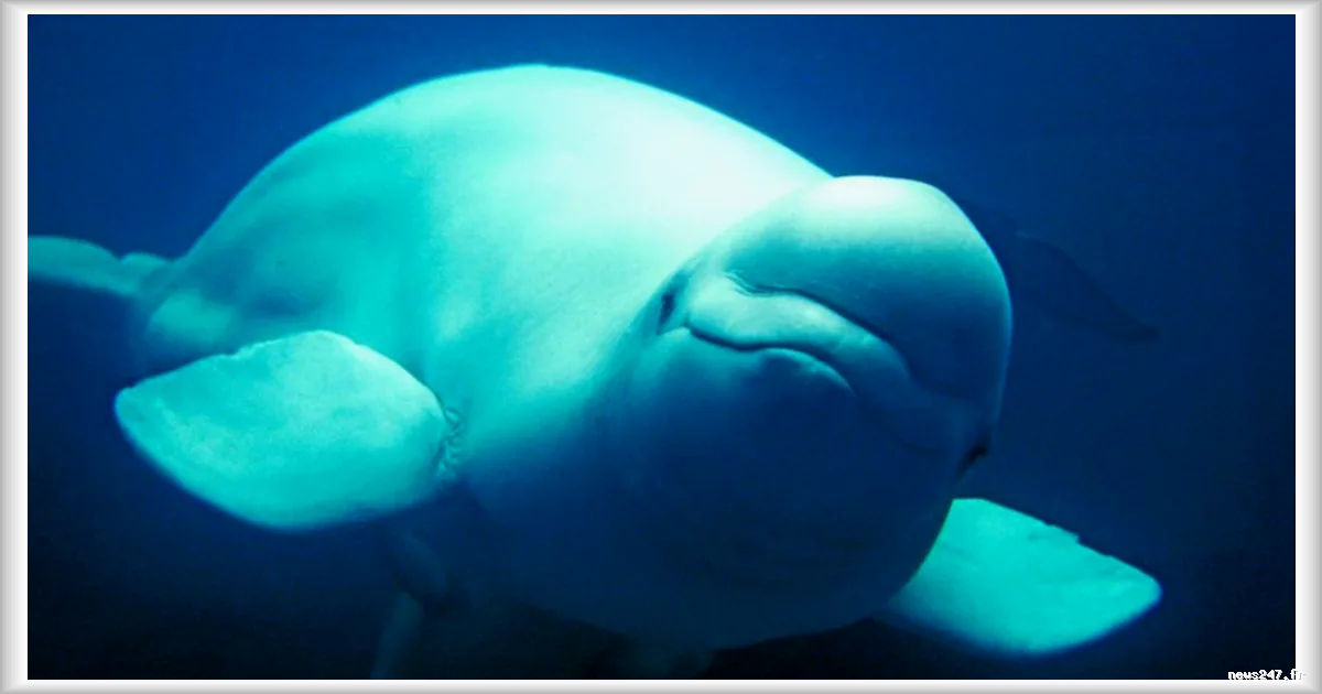 Un béluga observé dans une rivière près d’Oslo : les raisons de sa présence restent un mystère