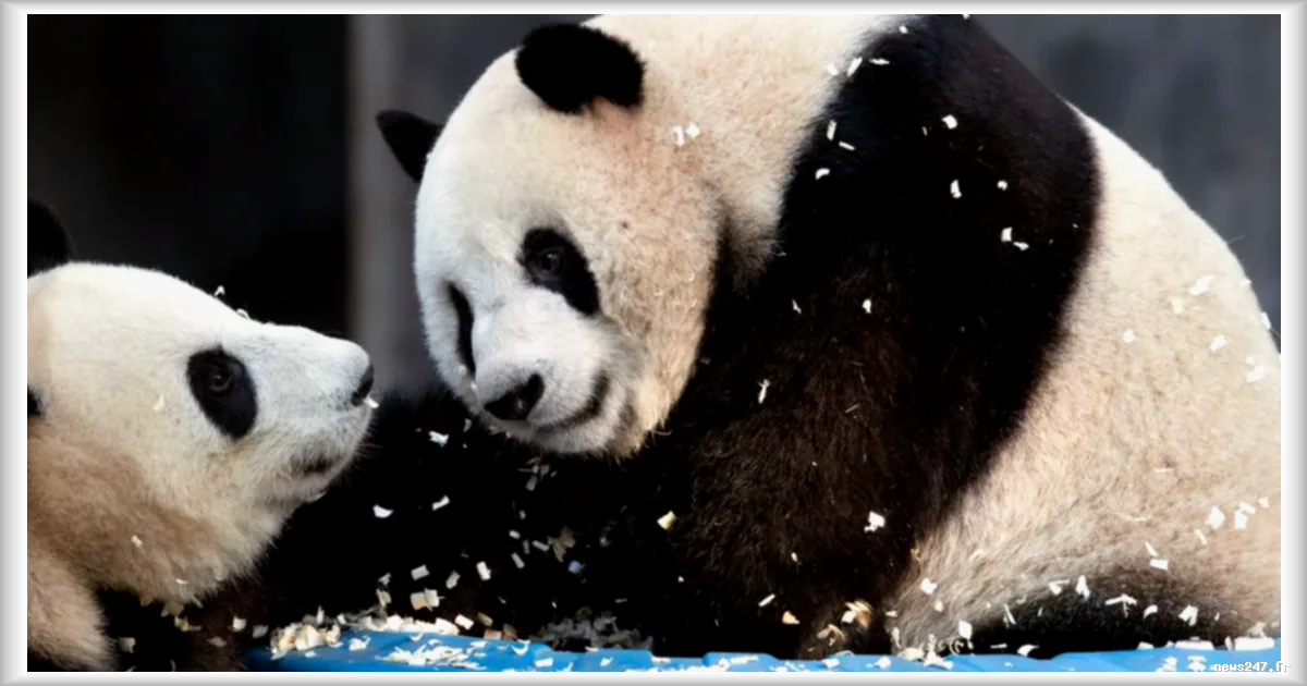 Un couple de pandas géants quitte la Chine pour Atlanta : la « diplomatie du panda » se poursuit
