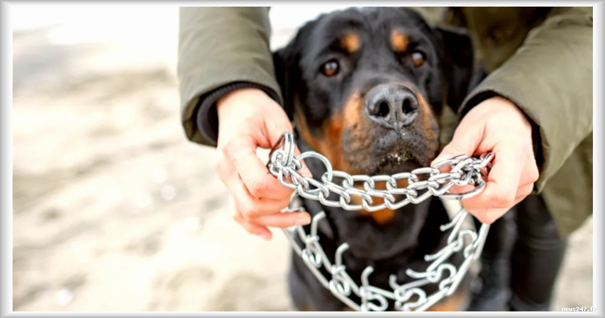 Un enfant de deux ans tué par un chien chez sa nourrice à Tahiti