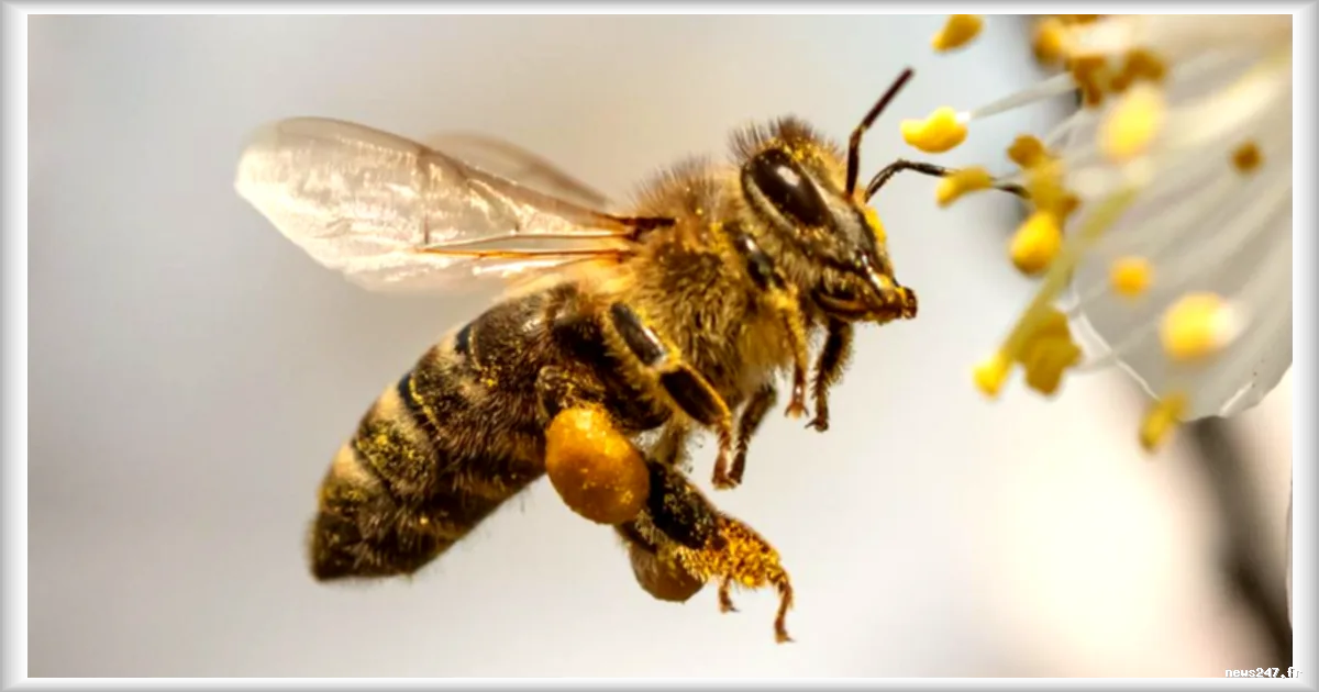 Un essaim d'abeilles s'installe sous la selle d'un vélo à Paris : l'intervention d'un apiculteur urbain