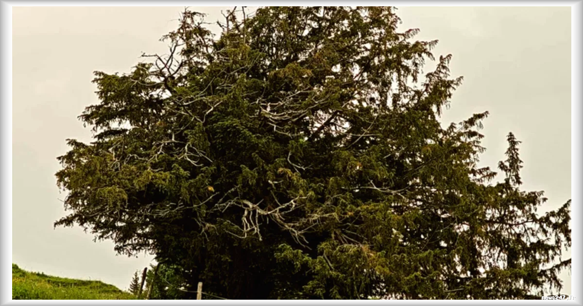 Un if de plus de 1 100 ans découvert en Bavière : l'arbre le plus ancien d'Allemagne