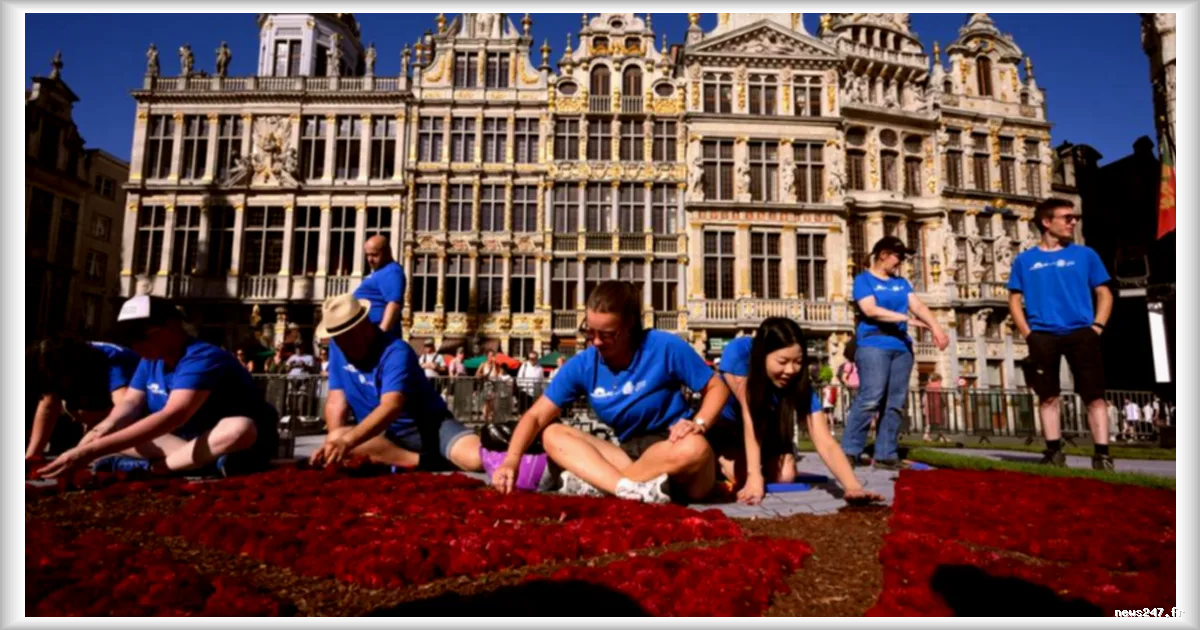 Un immense tapis floral de plus de 750.000 dahlias à la Grand-Place de Bruxelles