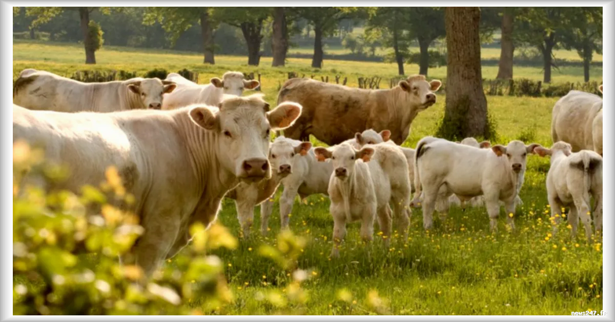 Un incident insolite annule la visite ministérielle en Bourgogne