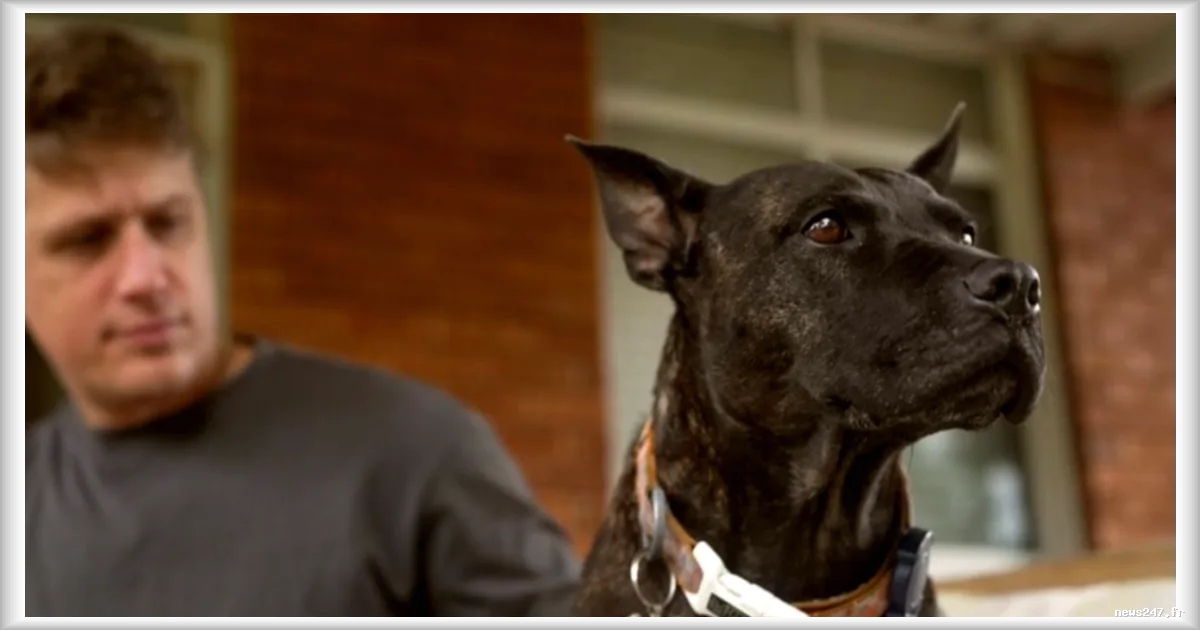 Un ingénieur utilise ChatGPT pour concevoir un vaccin ARN contre le cancer de son chien