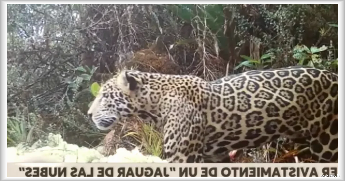 Un jaguar des nuages observé pour la première fois depuis dix ans au Honduras