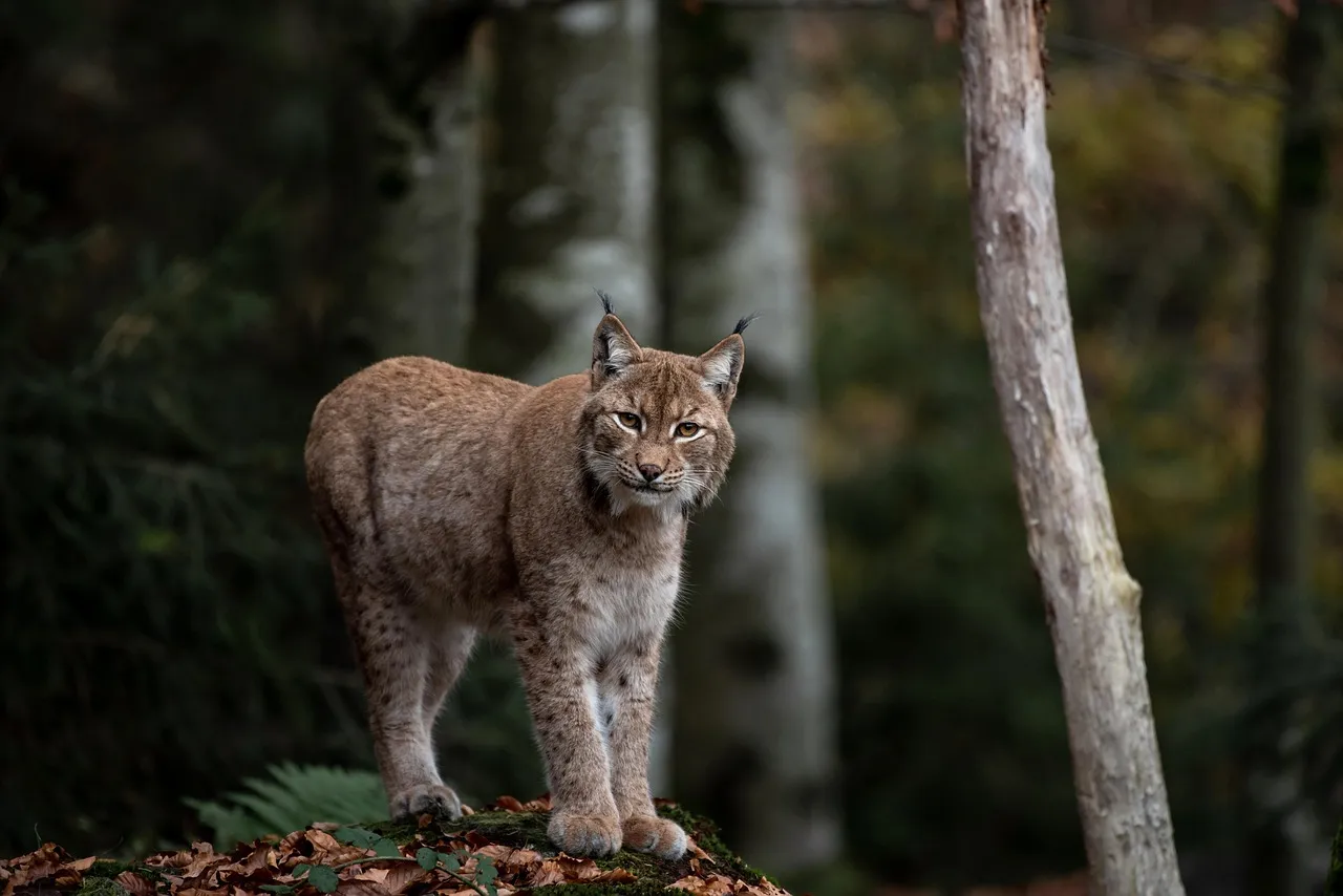 Un jeune lynx capturé en train de jouer avec un petit rongeur remporte le premier prix du concours Wildlife