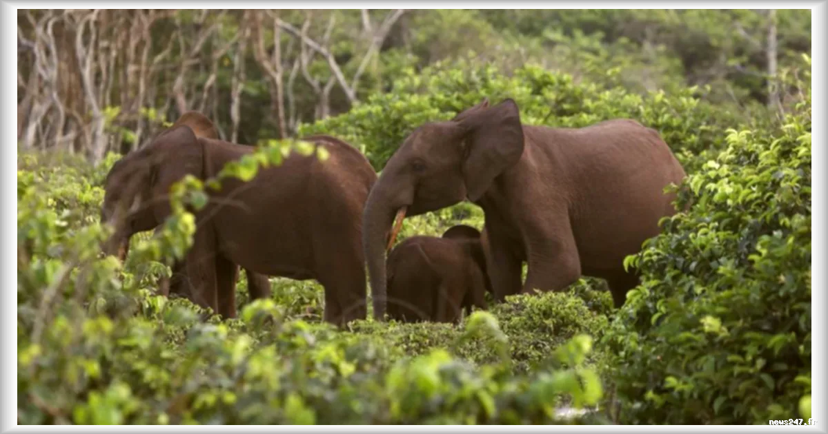 Un millionnaire américain tué par des éléphants lors d'une chasse au Gabon