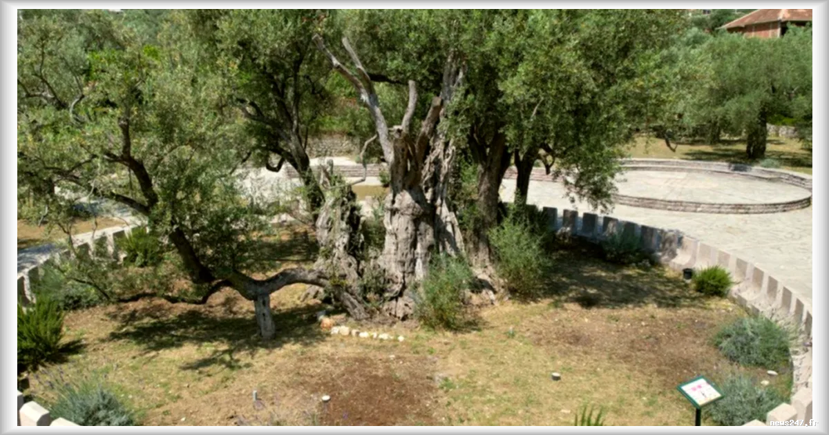 Un olivier de 2 250 ans ressuscité au Monténégro : l’arbre millénaire attire des milliers de touristes
